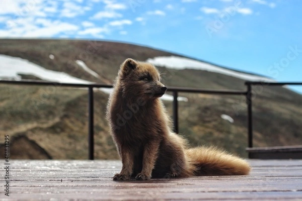 Fototapeta arctic fox