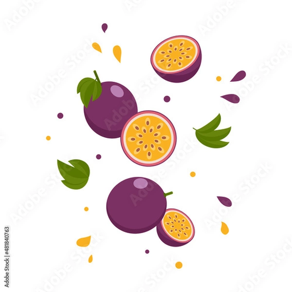 Obraz levitating passion fruit, vector illustration.