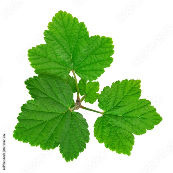 Obraz fresh green currant leaves on a white isolated background