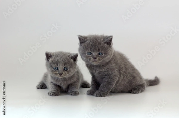 Fototapeta two kittens on white