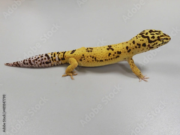 Fototapeta leopard gecko (Eublepharis macularius) isolated on top of a gray witish table