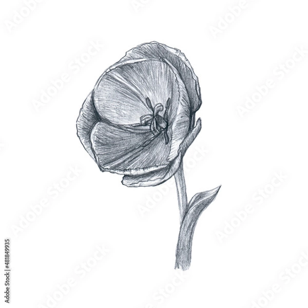 Obraz Tulip flower isolated on white background