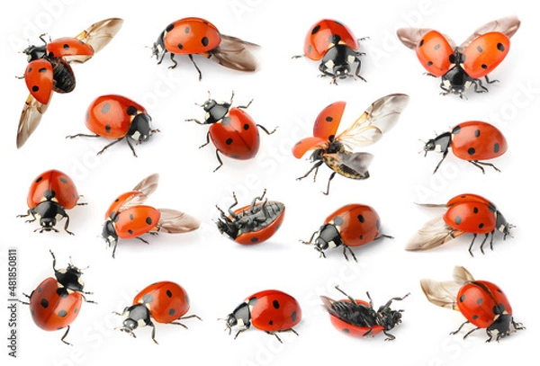 Fototapeta Set with beautiful ladybugs on white background