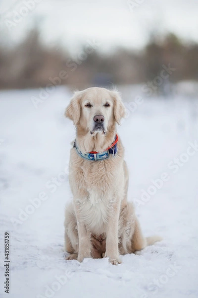 Fototapeta golden retriever in the snow