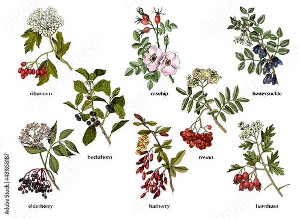 Obraz Hand drawn medicinal shrubs with berrys