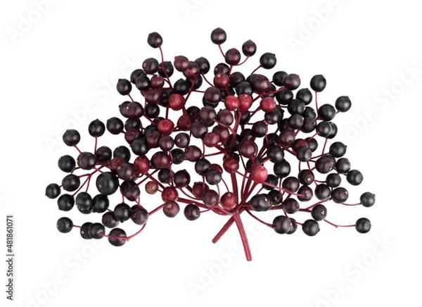 Obraz Elderberry berries isolated on a white background, top view.