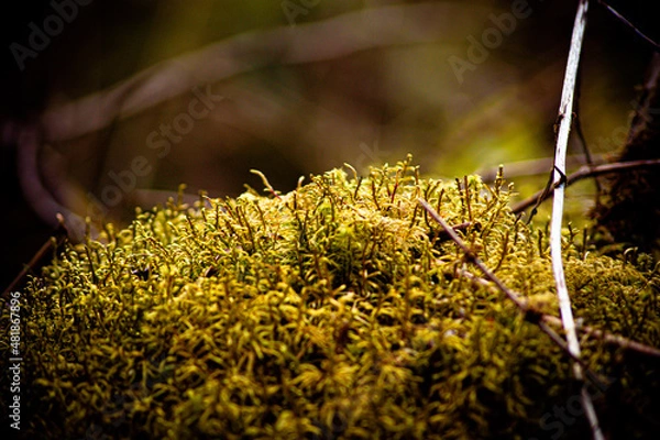 Obraz природа и заброшенное