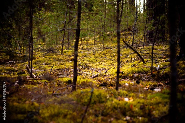 Obraz природа и заброшенное