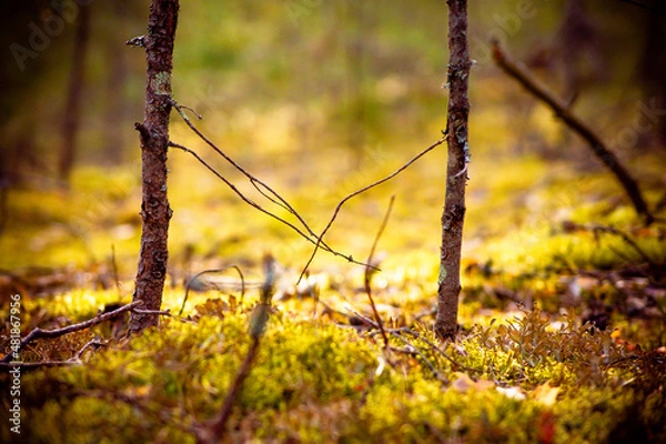 Obraz природа и заброшенное