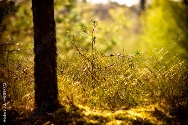 Obraz природа и заброшенное