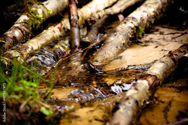 Obraz природа и заброшенное