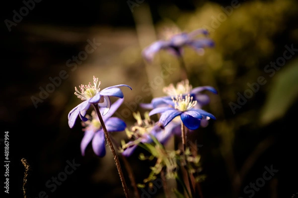 Obraz природа и заброшенное