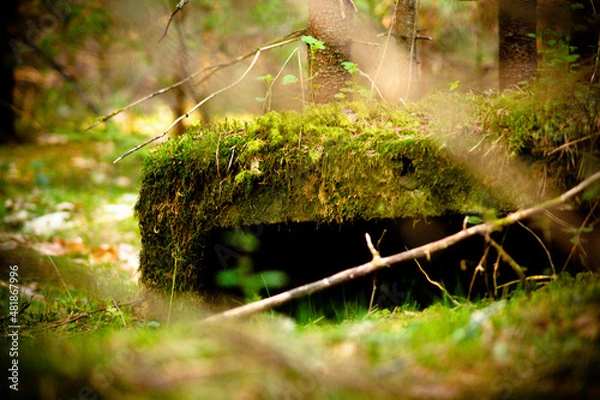 Obraz природа и заброшенное