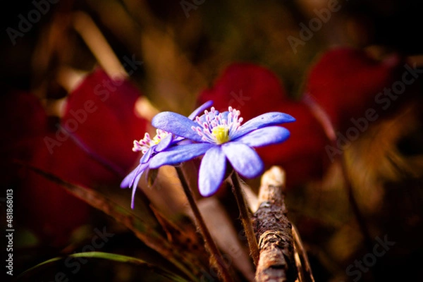 Obraz природа и заброшенное