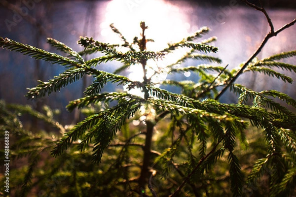 Obraz Природа и заброшенное