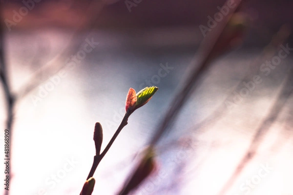 Obraz Природа и заброшенное