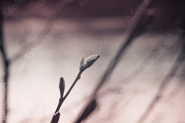 Obraz Природа и заброшенное