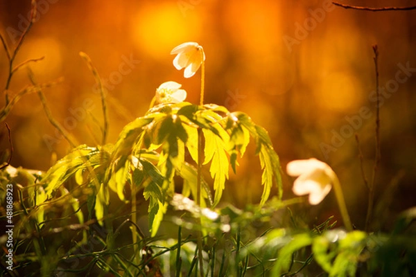 Obraz Природа и заброшенное