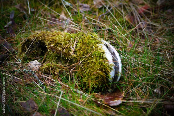 Obraz Природа и заброшенное