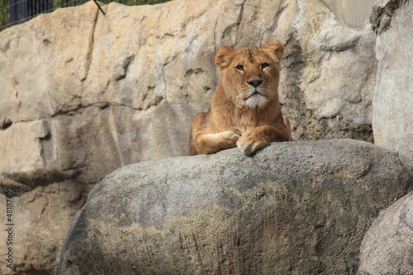 Fototapeta ライオン