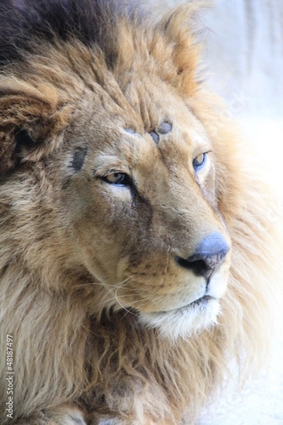 Fototapeta ライオン