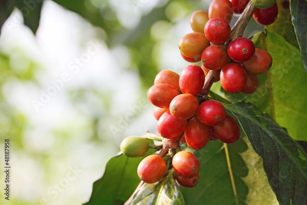 Obraz coffee tree