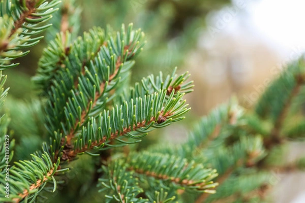 Fototapeta Fir tree branches on winter day