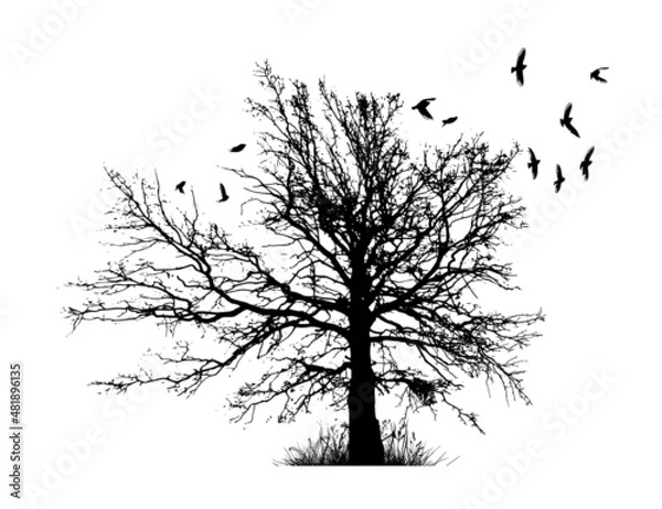 Obraz Realistic illustration with silhouettes of three birds - crows or ravens sitting on tree branch without leaves and flying, isolated on white background - vector