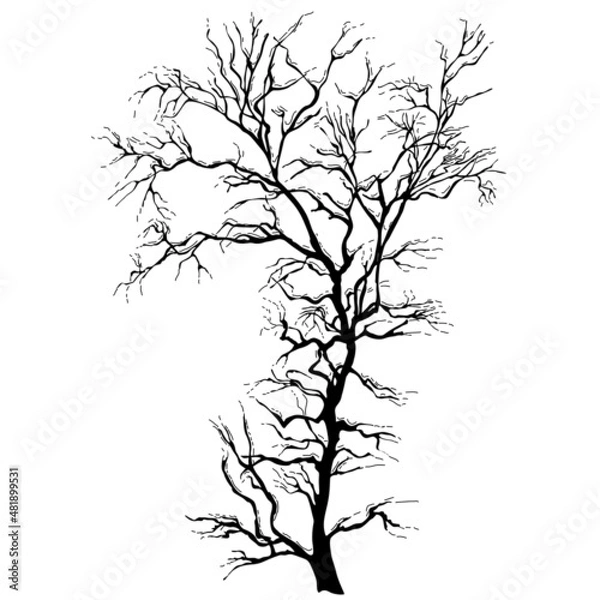 Fototapeta  Trees without leaves in winter or autumn. Black silhouette on isolated white background, hand drawn drawing.