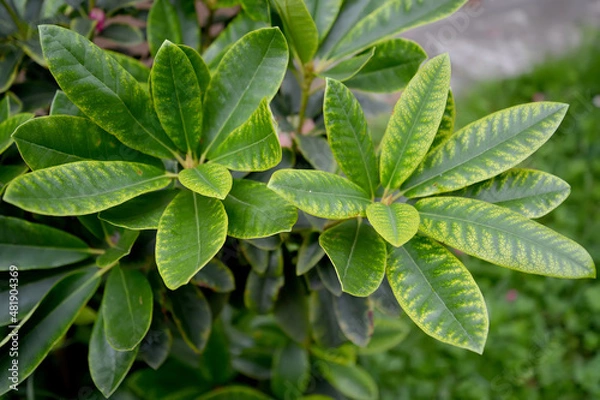 Obraz Yellows on rhododendron leaves (Rhododendron L.). Non-infectious chlorosis