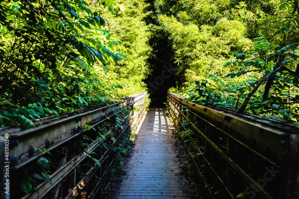 Obraz bridge in the forest