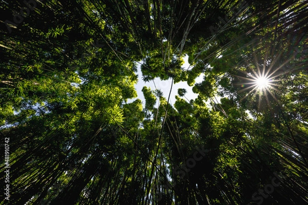 Obraz sun shining through trees