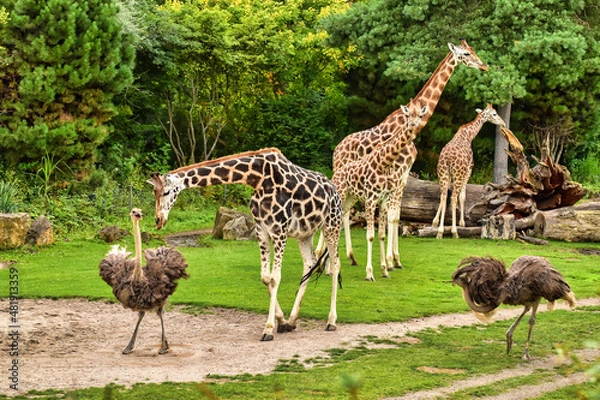 Obraz Giraffe, Strauß, platz da, Ranches,  