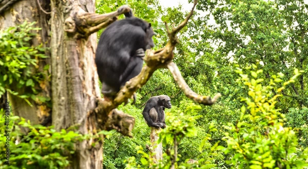 Obraz Affe, Schimpanse, beobachtet
