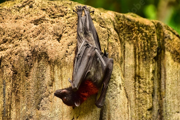 Obraz Fledermaus, Abhängen