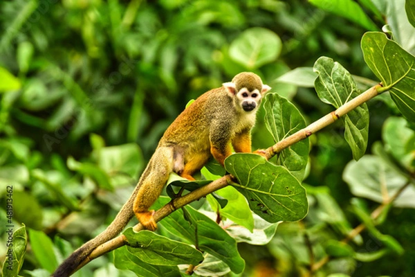 Obraz Affe, Urwald, Bewohner