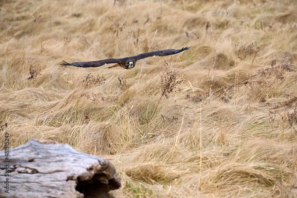 Obraz Red-tailed hawk hunting in a field.