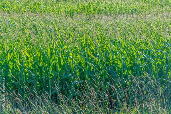 Obraz Green farm field