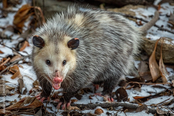 Obraz Opossum in Winter