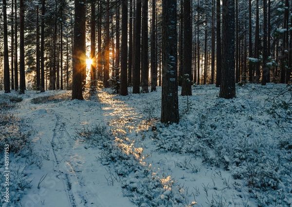 Fototapeta Sunset in the winter forest.
