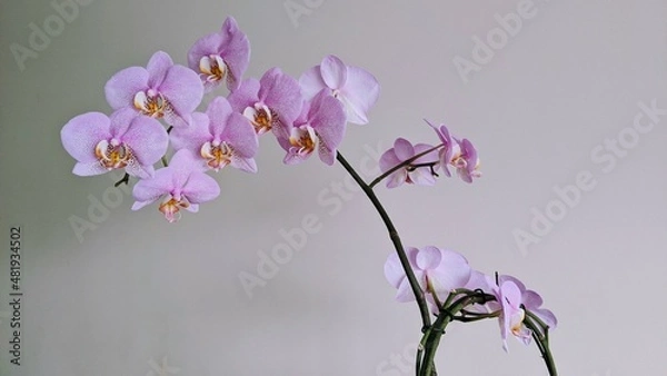 Obraz Orchid.