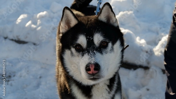 Obraz husky dog portrait