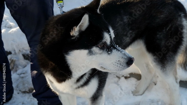 Obraz dog on the beach