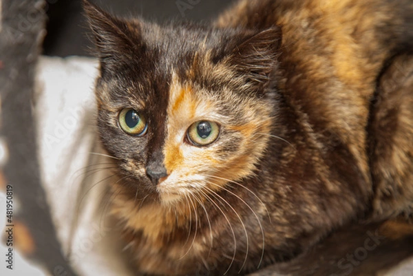 Fototapeta A beautiful cat looking straight at the camera wondering what on earth you are doing!