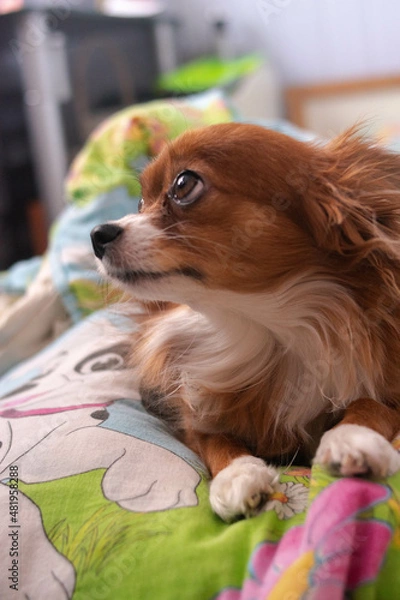 Obraz Red dog of the Chihuahua breed. The dog is resting on the bed. Cute pets at home. Dogs on vacation.