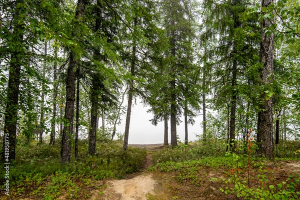 Obraz footpath in the forest