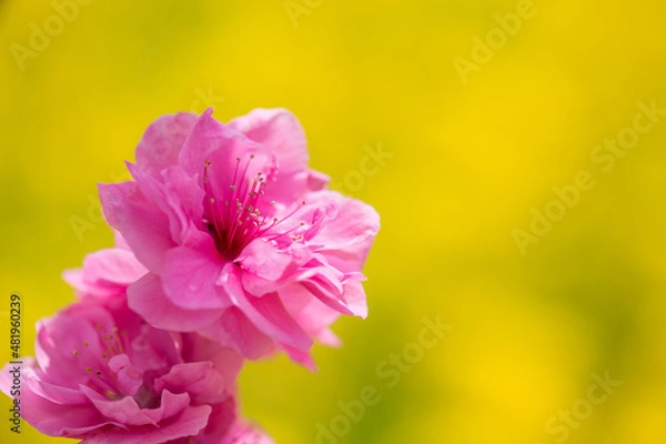 Obraz 美しいピンクの桃の花