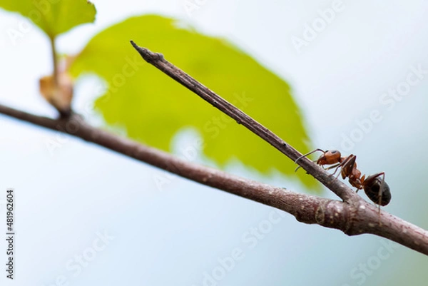 Obraz buds on a branch