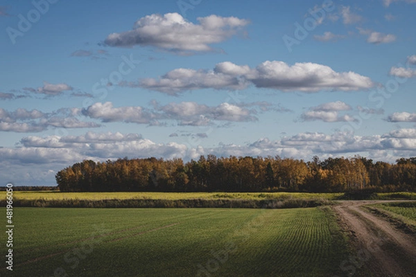 Fototapeta green agricultural field, dirt road, forest ahead, blue sky with fluffy clouds