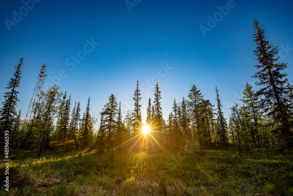 Obraz sunset in the forest